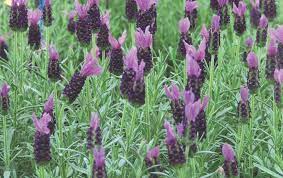 Culture Report Lavandula Stoechas Lavela Series Greenhouse Product News