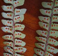 Image result for Didymochlaena