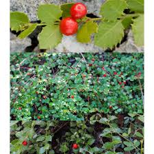 Image result for Crossopetalum