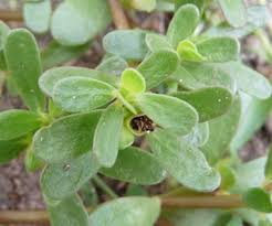 It can be eaten as a cooked vegetable and is great to use in salads, soups, stews or any dish you wish to sprinkle it over. Purslane Pictures Flowers Leaves Identification Portulaca Oleracea