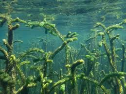 Image result for Lagarosiphon major