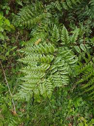 Image result for Rumohra adiantiformis