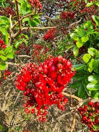 Image result for Schotia capitata