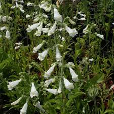 Image result for Sclerochiton hirsutus