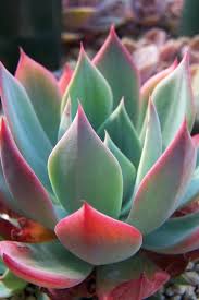 Photos, art, growing tips, sales/trades, news, stories. Echeveria Subalpina 20 Seeds Planting Succulents Plants Succulents