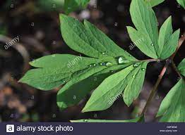 Green Leaves Of A Bleeding Heart Plant With Raindrops Stock Photo Bleeding Heart Bleeding Heart Plant Green Leaves