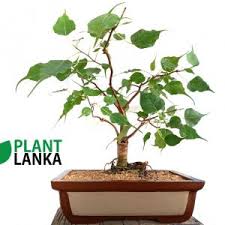 Unlike the original chinese penjing, which utilizes traditional techniques to produce entire natural sceneries in small pots. Bonsai Coconut Tree Sinhala