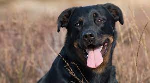 I had an enormous rott/lab mix i got from the pound as a puppy. Rottweiler Labrador Retriever Mix Labrottie Breed Info Pictures More
