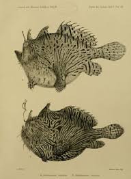Making soap or having a lemonade stand or sowing knitting anything. 15 Angler Fish Ideas Angler Fish Fish Angler