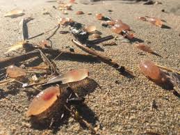 We hope you're hungry, because you need to bulk up to survive this battle! Thousands Of Strange Jelly Pods Wash Up On California Beach