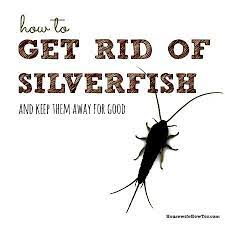 How to keep silverfish out of your home. Pin On Clean Freak
