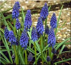 Hyacinths are a perennial, bulbous spring flower from the genus hyacinthus in the asparagaceae or asparagus family. Thriving On Neglect Easy Plants For Beginning Gardeners In 2021 Fall Bulb Planting Planting Bulbs Perennial Bulbs