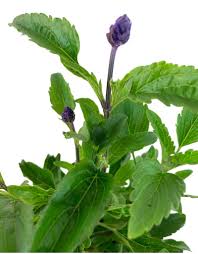 Image result for Salvia farinacea