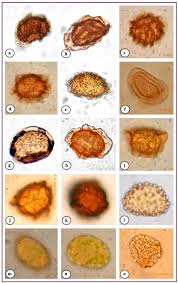 Image result for Asplenium inaequilaterale