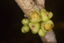 Image result for Drypetes arguta