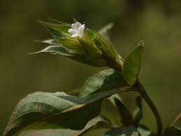 Image result for Asystasia mysorensis