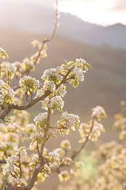 Maybe you would like to learn more about one of these? Flowering Pear Trees Of Spring In Southern Oregon The Table By Harry David