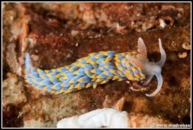 Image result for Bergia salaria