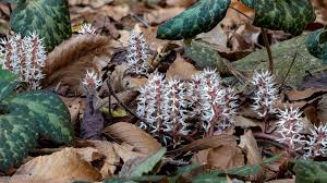 Image result for Pachycarpus spurius