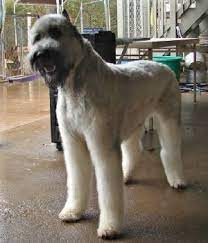He gives the impression of a tousled, double coat capable of withstanding the hardest work in the most inclement weather. Pin On I Like