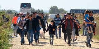 Image result for migrations