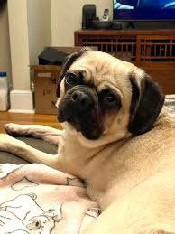 Pug Rescue of New England