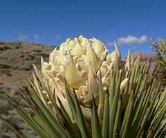 The joshua tree (yucca brevifolia) is native to southwestern north america in the states of the flowers turn into a banana looking fruit averaging 4 inches long and ½ inch in diameter. Yucca Brevifolia Joshua Tree Jaeger S Joshua Tree Yucca Joshua Tree Pfaf Plant Database