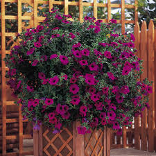 The surfinia petunia ® is a petunia hybrid that has the special trait of cascading down. Petunia Plants Surfinia Purple Suttons