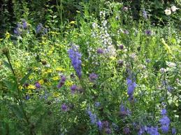 10 hard working native wildflowers to help you support and bring back the bees and pollinators. Wildflowers And Natives For Bees And Pollinators
