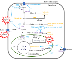 Some of what you have seen or heard about cancer may not apply to one day i just told him how bad i felt for him. Frontiers The Metabolic Mechanisms Of Breast Cancer Metastasis Oncology
