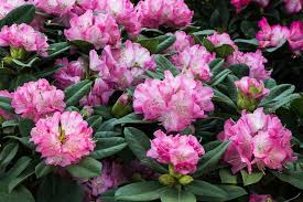 Azaleas /əˈzeɪliə/ are flowering shrubs in the genus rhododendron, particularly the former sections tsutsuji (evergreen) and pentanthera (deciduous). Rhododendron Und Azaleen Hennerbichler