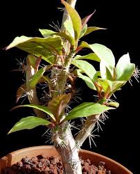 Image result for Pereskia