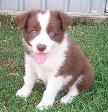 Jawdenash Border Collies Aiming To Breed Beautiful Healthy Border Collies We Breed Chocolate A Border Collie Border Collie Breeders Border Collie Puppies
