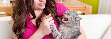 Check poison symptoms, diagnosis & treatments. How To Discipline A Cat Properly Hill S Pet
