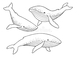 We did not find results for: Blue Whale Graphic Set Black White Isolated Sketch Illustration Vector Stock Vector Illustration Of Animal Outline 158036105