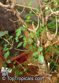 Image result for Commiphora zanzibarica