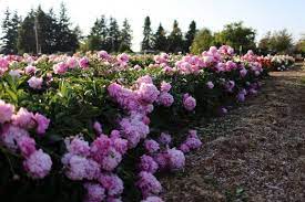 Peony Paradise A Visit To North Field Farm Floret Flowers Flower Farm Peony Farm Peonies