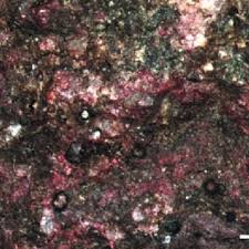 Image result for Macledium poggei