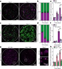 Federal tax return with the schedule or form that applies to the allowable tax benefit. Apc Mutant Cells Act As Supercompetitors In Intestinal Tumour Initiation Nature