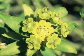 Image result for Euphorbia epicyparissias
