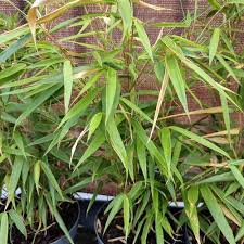 Image result for Lagenaria rufa