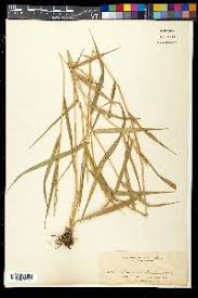 Image result for Isachne kiyalaensis