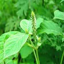 Image result for Achyranthes aspera
