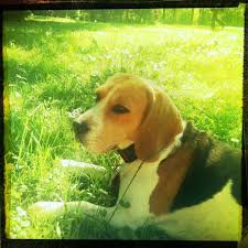 Schütze dich vor unseriösem tierhandel. Beagle Madchen Sucht Ein Neues Zuhause Hunde Kleinanzeigen Net