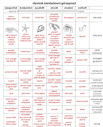 Animal Phyla Comparison Chart Related Keywords Suggestions
