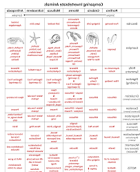 animal phyla comparison chart related keywords suggestions