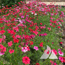 Image result for Verbena × teasii