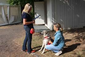 Hier geht's zu unseren auftritten bei facebook, youtube und instagram. Tiere Suchen Ein Zuhause