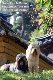 The word is followed in korean by either gae (meaning dog) or the suffix ee / i, but is also romanized as sapsaree. Sapsali Hashtag On Twitter