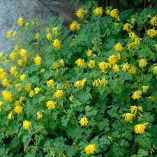Image result for Corydalis